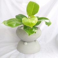 Pillow Yellow Moon Plant